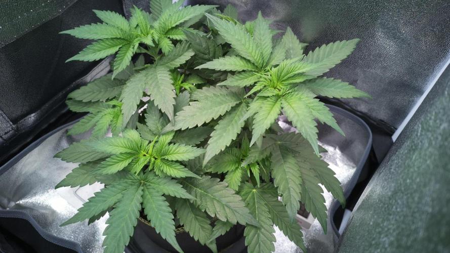 Mellow Jelly🍭micro Grow. Week 6 - Live Cam Pic
