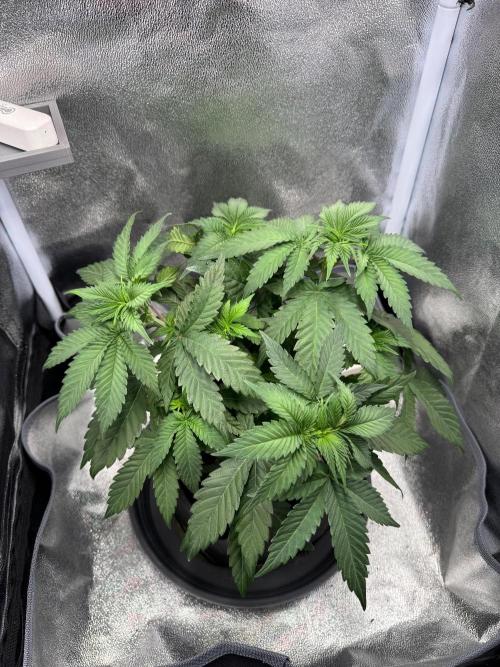 Mellow Jelly🍭micro Grow. Week 6 - gut zugewuchert in 1 Woche