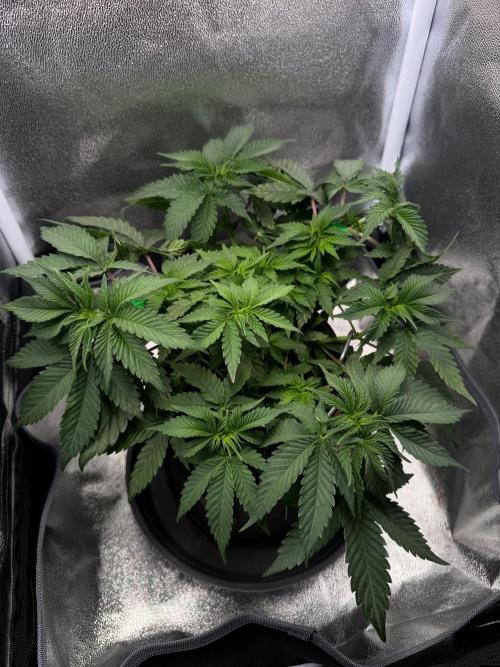 Mellow Jelly🍭micro Grow. Week 6