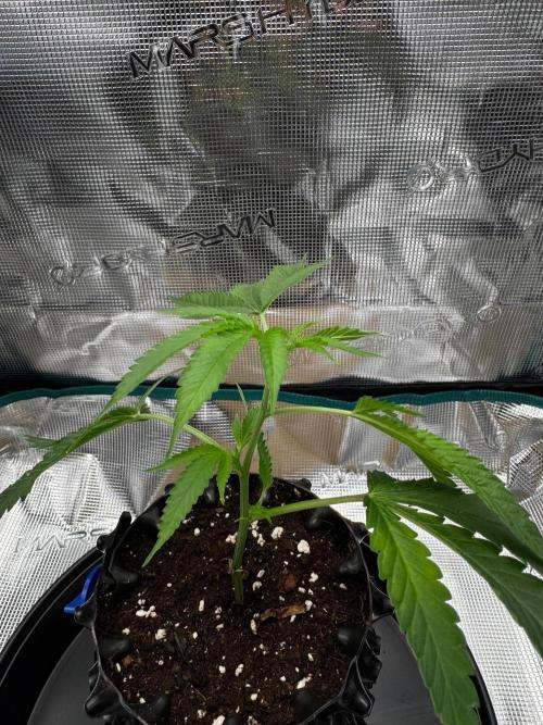 Sour Fraise🍓. Week 1