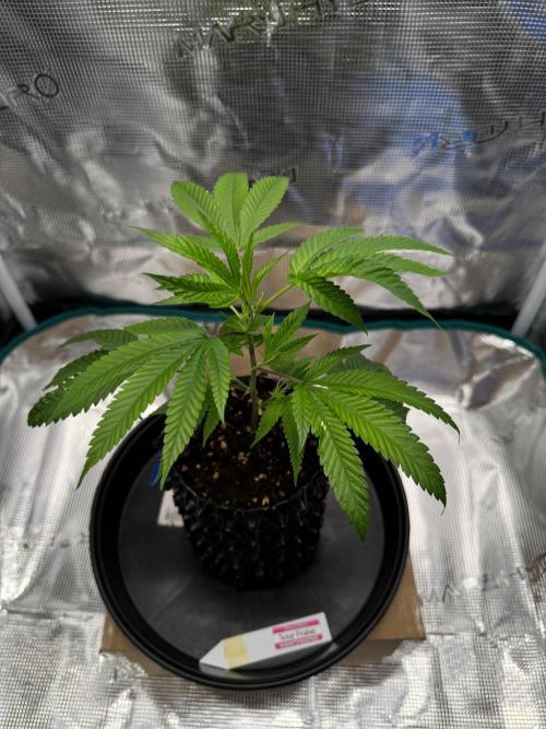 Sour Fraise🍓. Week 1