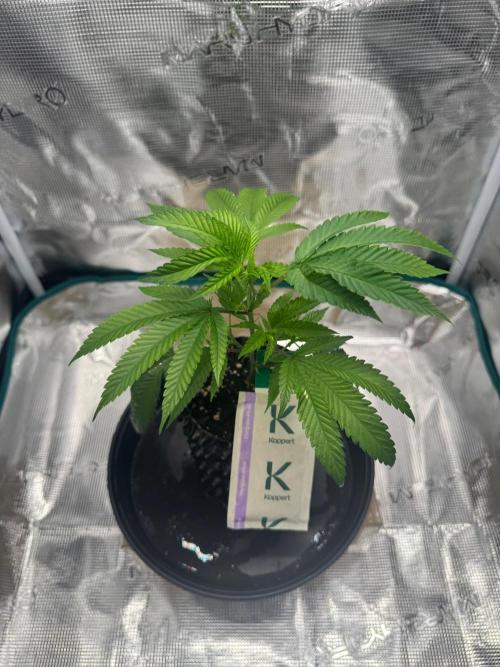 Sour Fraise🍓. Week 1