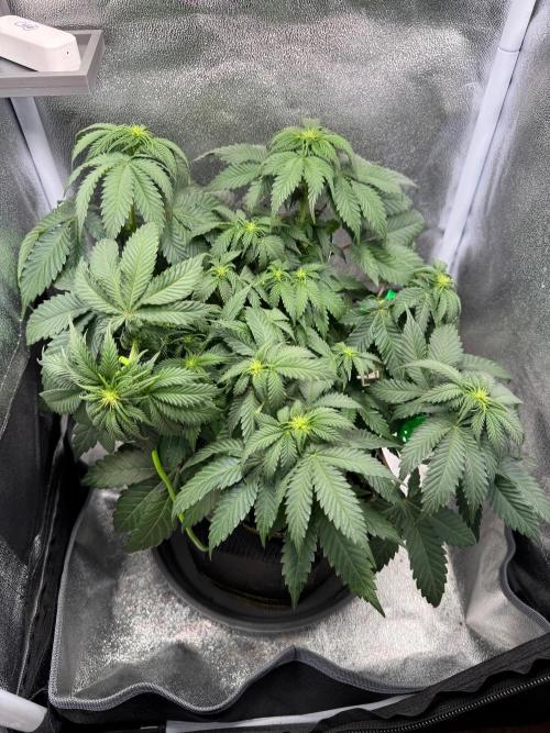 Mellow Jelly🍭micro Grow. Week 8 - durstig