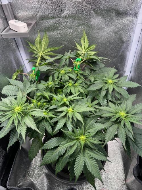 Mellow Jelly🍭micro Grow. Week 8 - LST