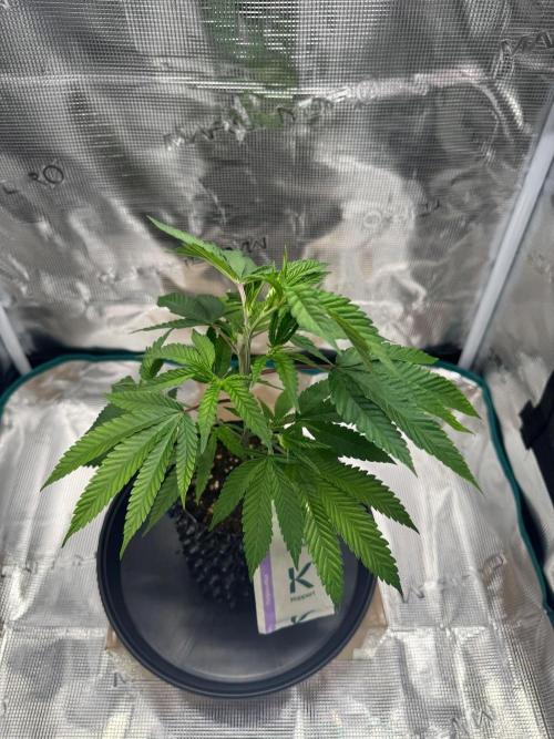 Sour Fraise🍓. Week 2