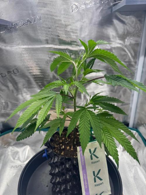 Sour Fraise🍓. Week 2