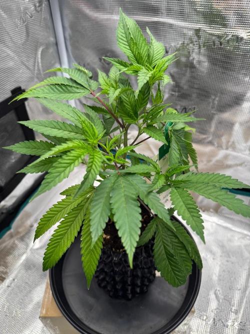 Sour Fraise🍓. Week 2
