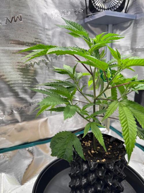 Sour Fraise🍓. Week 2