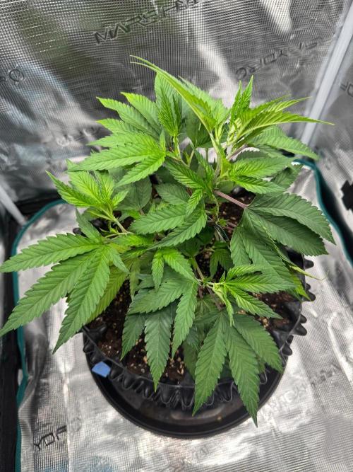 Sour Fraise🍓. Week 3