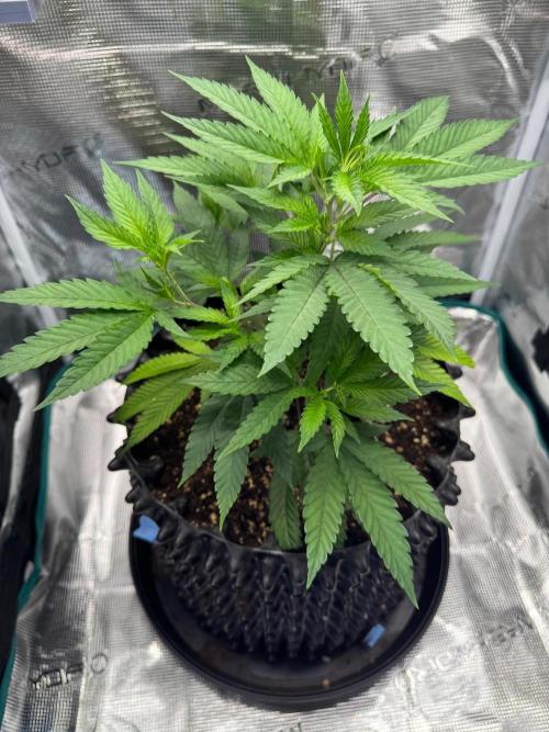 Sour Fraise🍓. Week 3