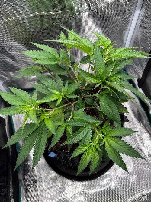 Sour Fraise🍓. Week 3