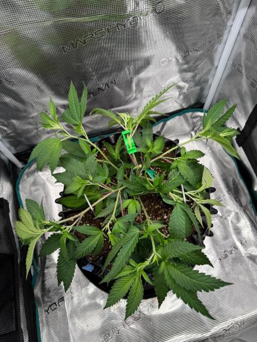 Sour Fraise🍓. Week 3 - after/nach topping