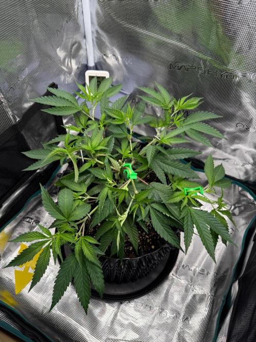 Sour Fraise🍓. Week 3