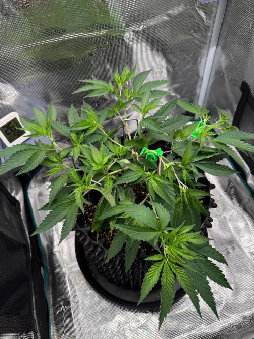 Sour Fraise🍓. Week 3
