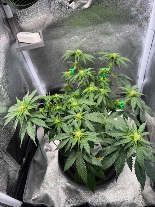 Mellow Jelly🍭micro Grow. Week 9