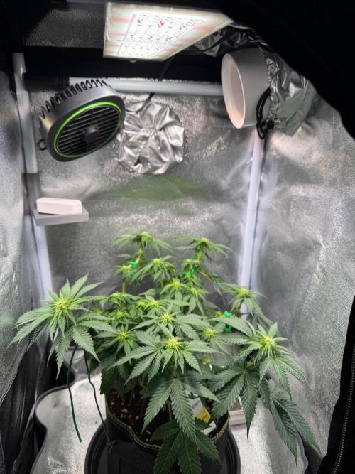 Mellow Jelly🍭micro Grow. Week 9