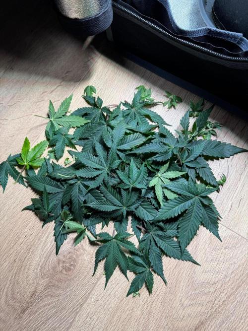 Mellow Jelly🍭micro Grow. Week 9