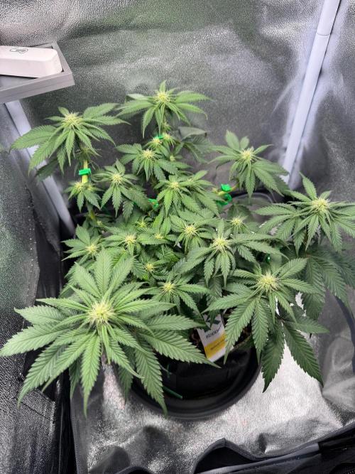 Mellow Jelly🍭micro Grow. Week 9