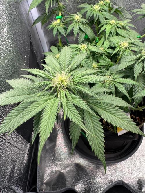 Mellow Jelly🍭micro Grow. Week 9