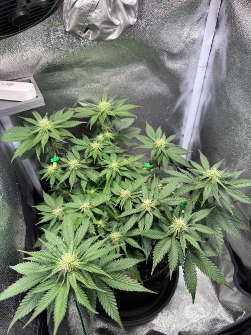 Mellow Jelly🍭micro Grow. Week 9