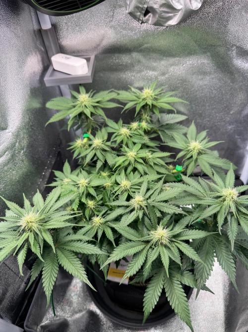 Mellow Jelly🍭micro Grow. Week 9