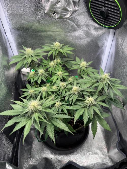 Mellow Jelly🍭micro Grow. Week 9