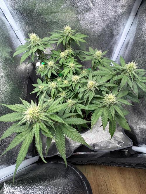 Mellow Jelly🍭micro Grow. Week 9