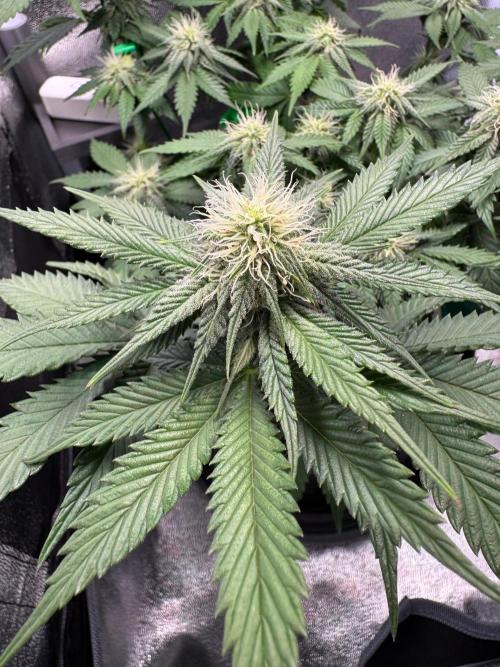 Stixx 50. Week 9