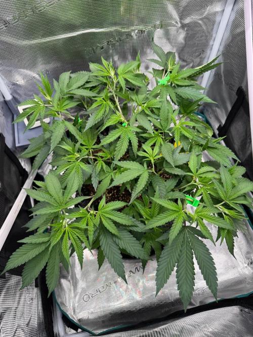 Sour Fraise🍓. Week 4