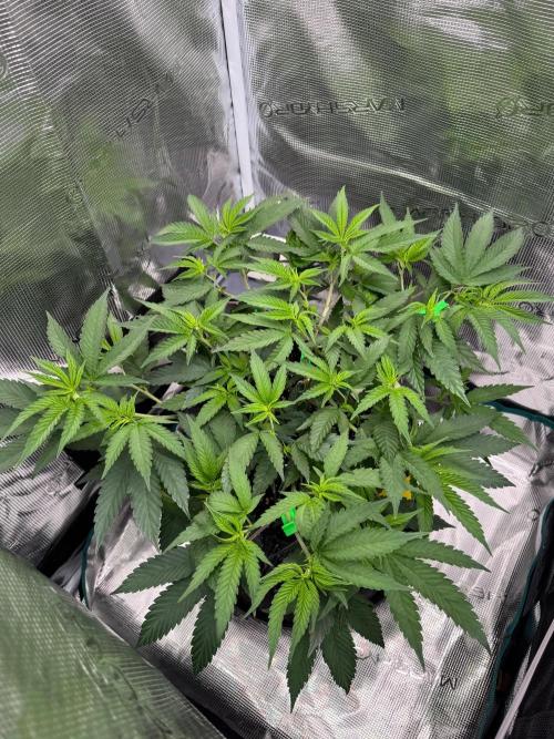 Sour Fraise🍓. Week 4