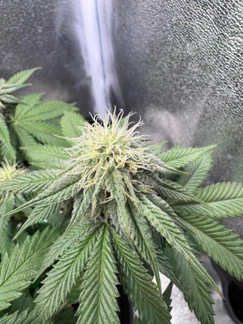Mellow Jelly🍭micro Grow. Week 10