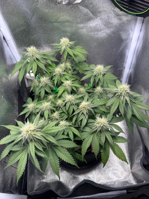 Mellow Jelly🍭micro Grow. Week 10