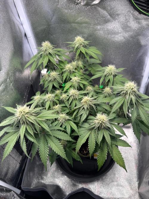 Mellow Jelly🍭micro Grow. Week 10