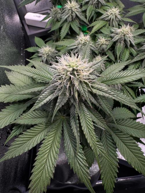 Mellow Jelly🍭micro Grow. Week 10