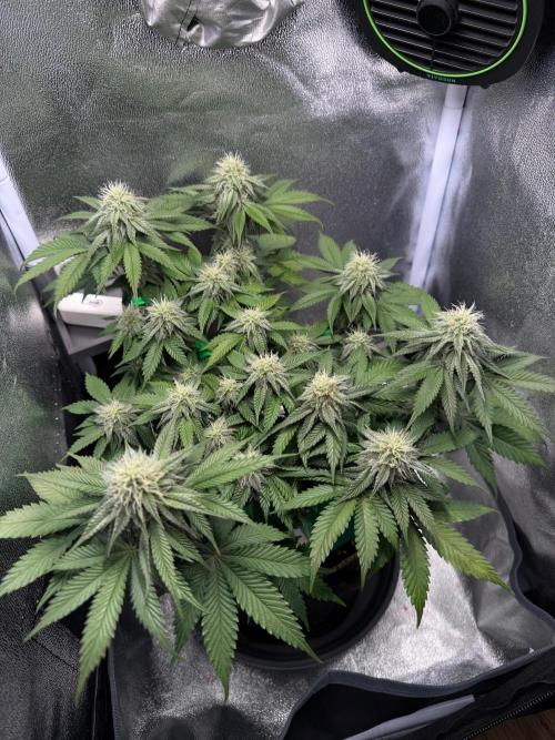 Mellow Jelly🍭micro Grow. Week 10