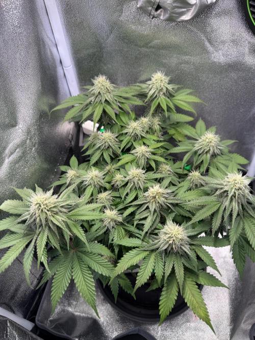 Mellow Jelly🍭micro Grow. Week 10