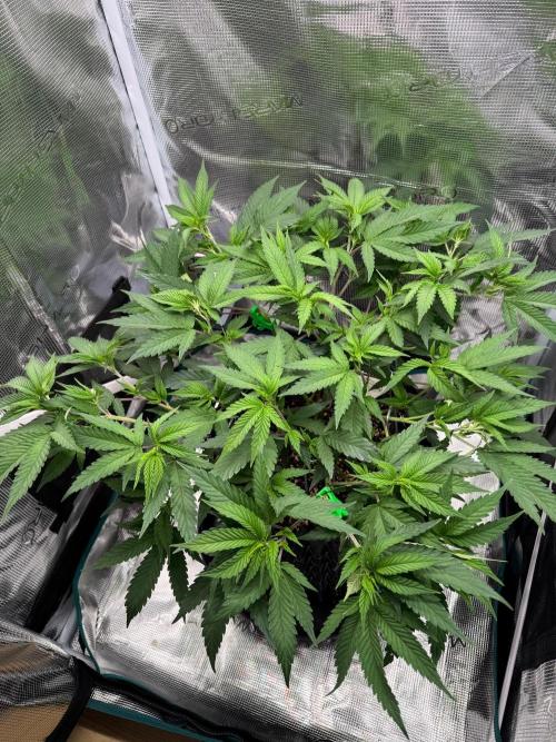 Sour Fraise🍓. Week 5