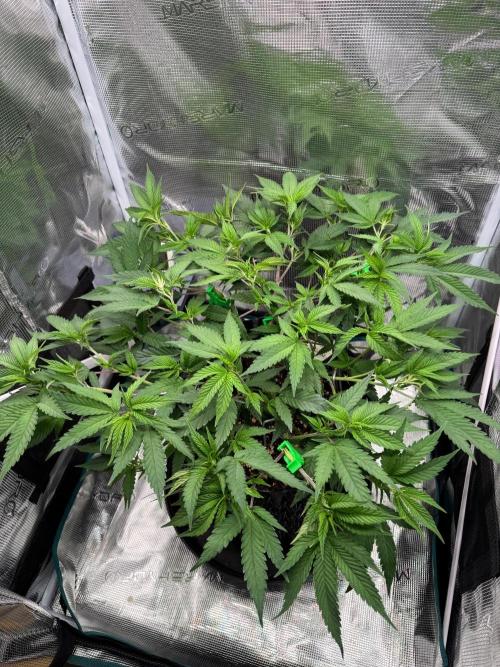 Sour Fraise🍓. Week 5