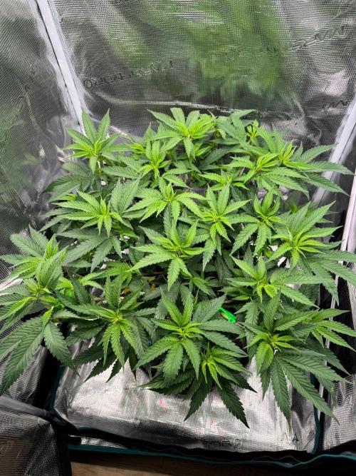 Sour Fraise🍓. Week 5