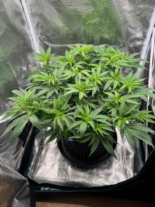 Sour Fraise🍓. Week 5