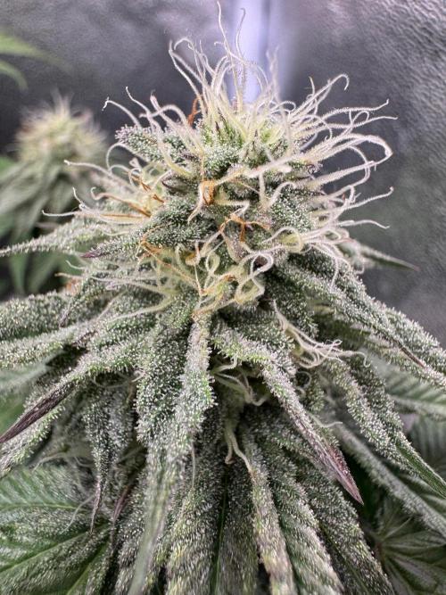 Mellow Jelly🍭micro Grow. Week 11
