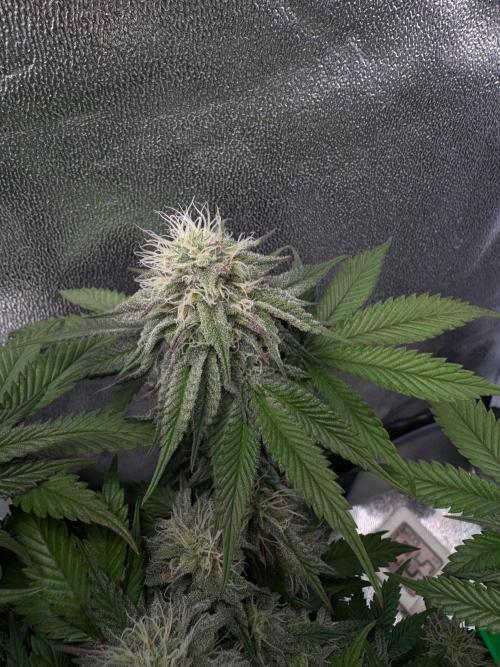 Mellow Jelly🍭micro Grow. Week 11