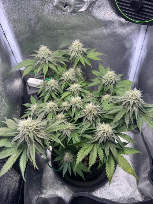 Mellow Jelly🍭micro Grow. Week 11