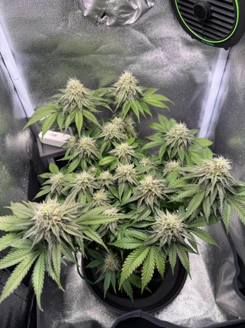 Mellow Jelly🍭micro Grow. Week 11