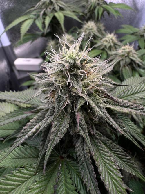 Mellow Jelly🍭micro Grow. Week 11