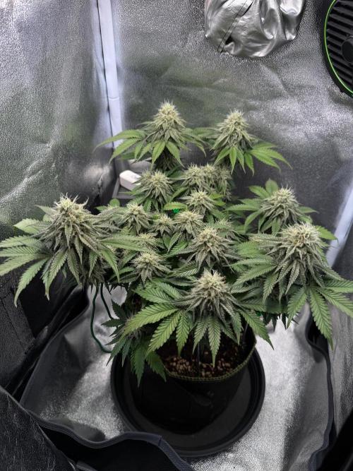 Mellow Jelly🍭micro Grow. Week 11