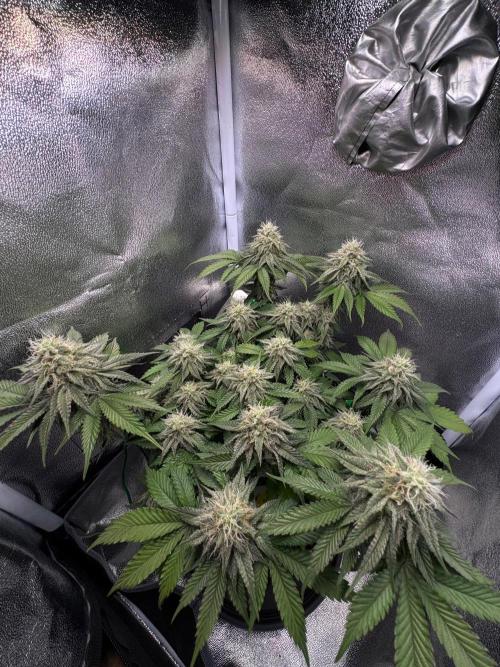 Mellow Jelly🍭micro Grow. Week 11
