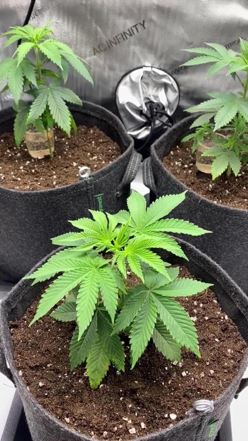 First grow of Skunk#1 by SensiSeeds