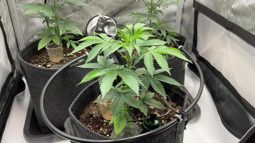 First grow of Skunk#1 by SensiSeeds