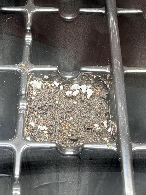 Second Grow of Skunk#1. Week 0 - Tag 2